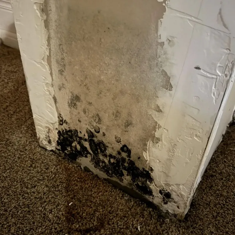 Professional Mold Removal in Hot Springs County, WY